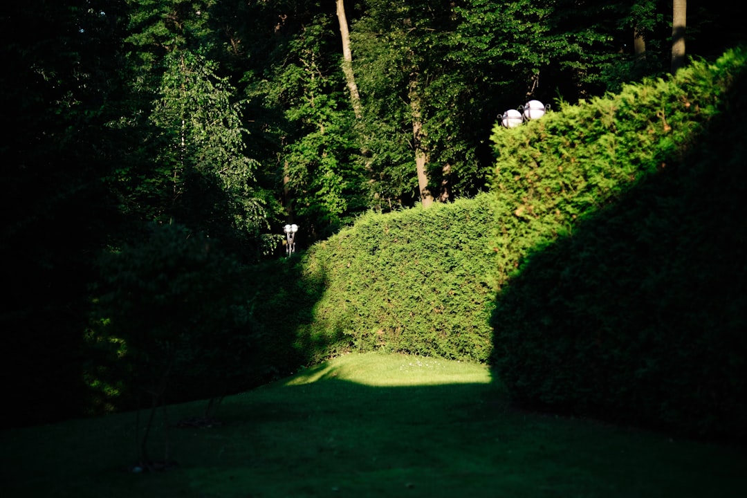 Photo hedging forex strategies